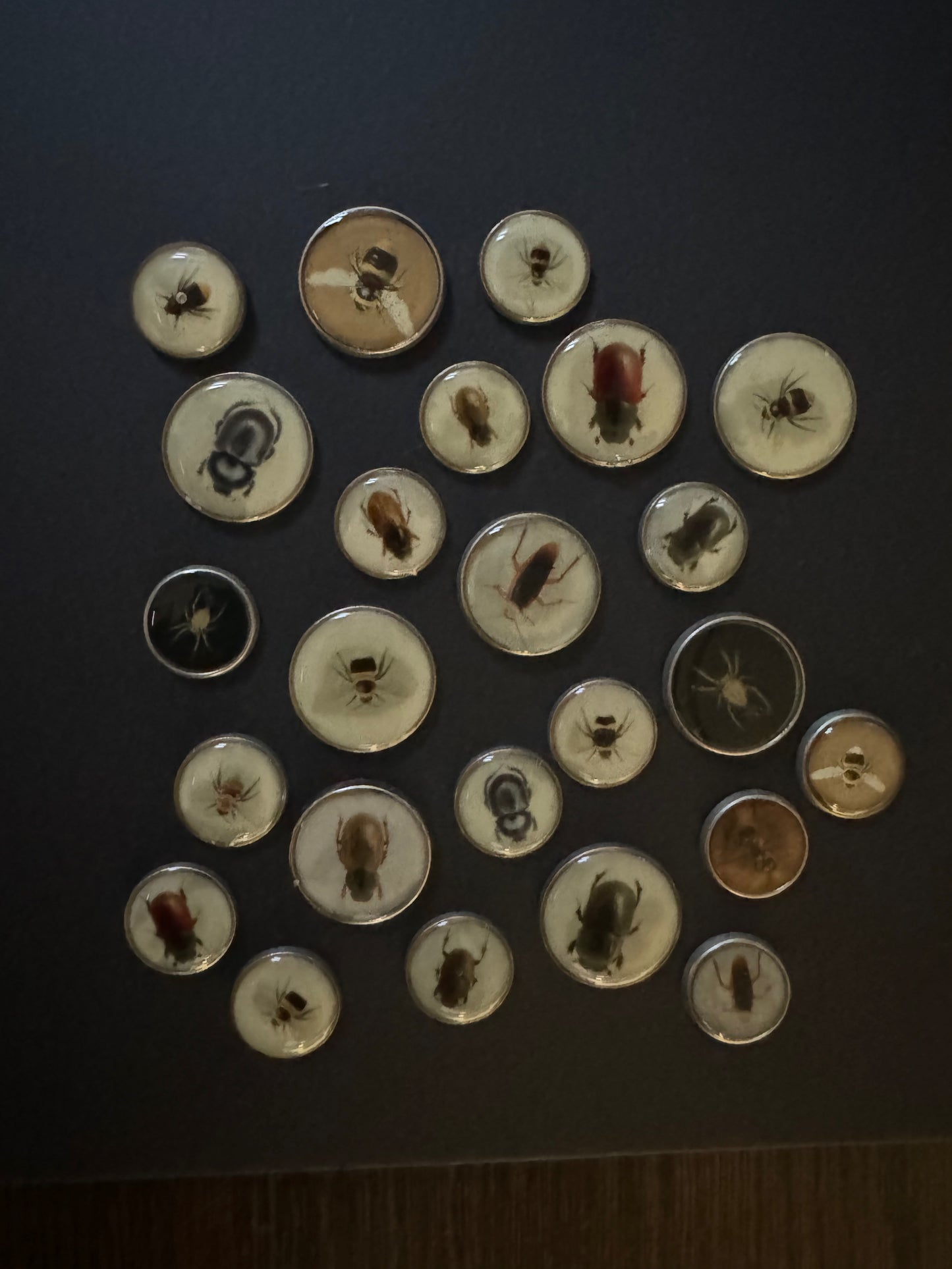 Bees & Bugs